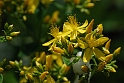 St Johns Wort